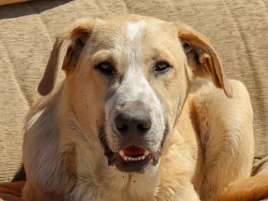 Geppetto, male puppy Mixed Breed for adoption at Tierschutzverein ARCA e.V., Gernsbach