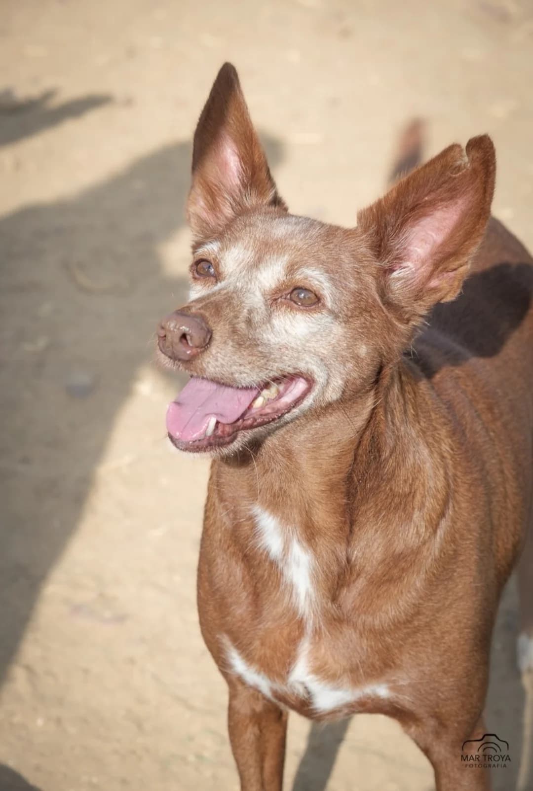Nicoleta –, female Mixed Breed for adoption at Tierschutzverein ARCA e.V., Gernsbach