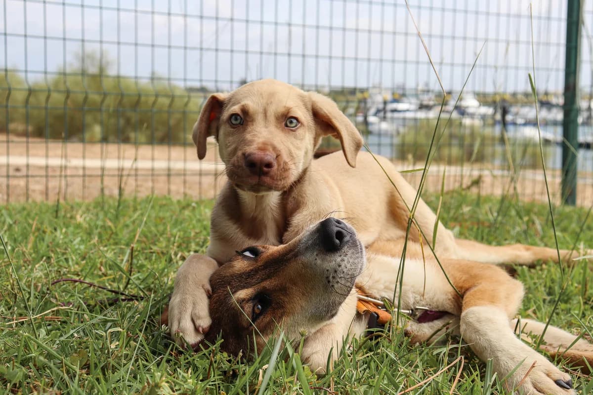 Chubby, male puppy Mixed Breed for adoption at Tierschutzverein ARCA e.V., Gernsbach