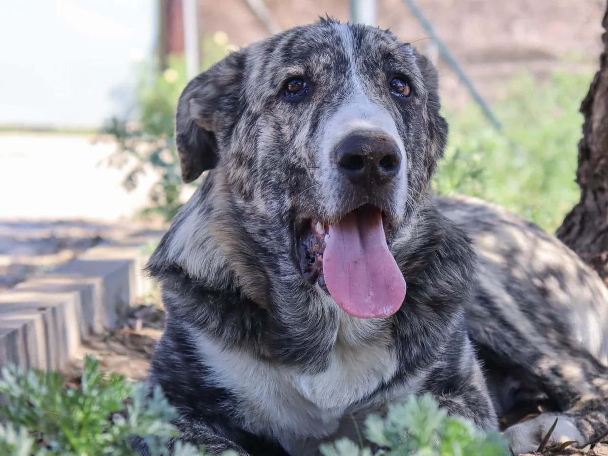 Tocho, male puppy Mixed Breed for adoption at Tierschutzverein ARCA e.V., Gernsbach