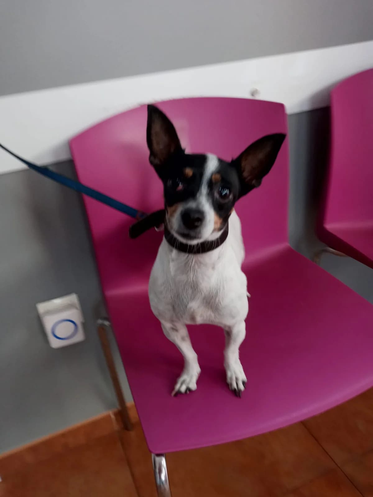 Wendy, 3yo Mixed Breed for adoption at Tierschutzverein ARCA e.V., Gernsbach