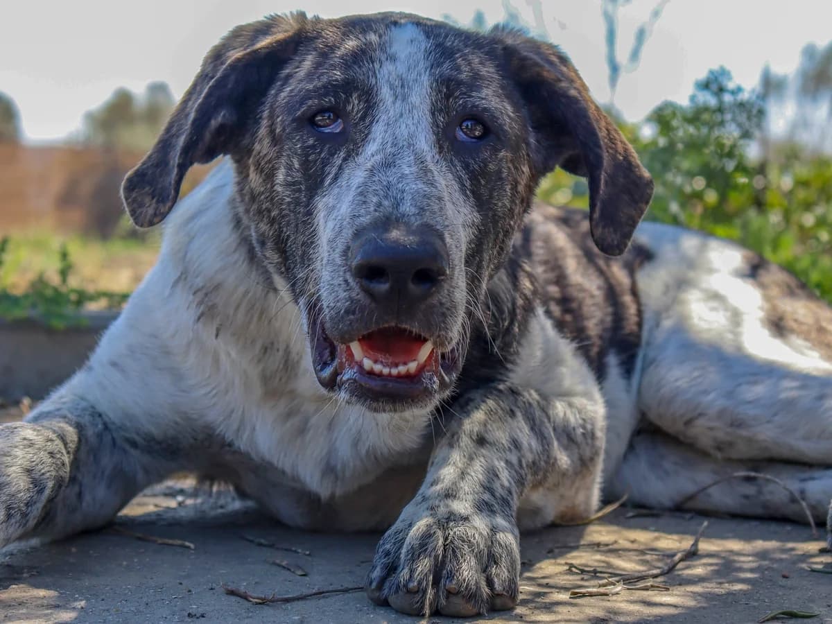Charly, male puppy Mixed Breed for adoption at Tierschutzverein ARCA e.V., Gernsbach