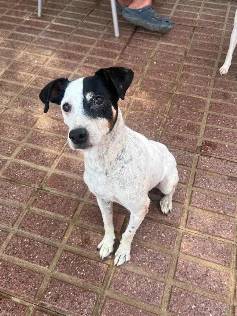 Bruno, male 3yo Mixed Breed for adoption at Tierschutzverein ARCA e.V., Gernsbach