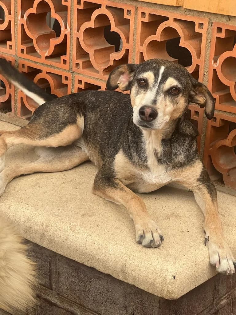 Tere, tricolor female 3yo Mixed Breed for adoption at Tierschutzverein ARCA e.V., Gernsbach