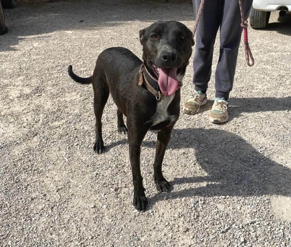 Perla –, gold female Mixed Breed for adoption at Tierschutzverein ARCA e.V., Gernsbach