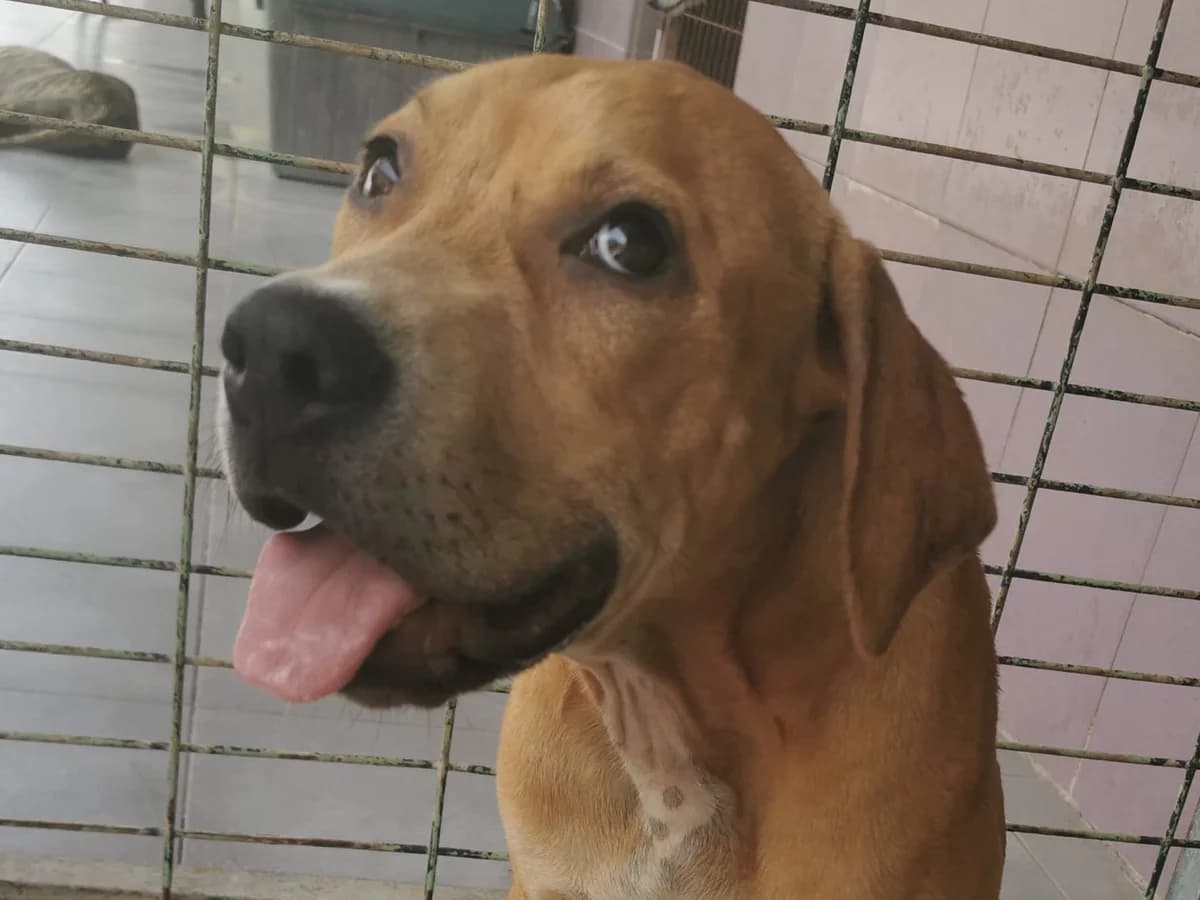 Bou, male puppy Mixed Breed for adoption at Tierschutzverein ARCA e.V., Gernsbach