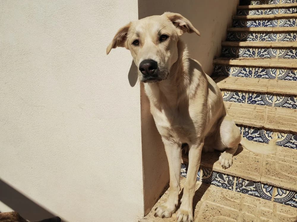 Sinan –, male puppy Mixed Breed for adoption at Tierschutzverein ARCA e.V., Gernsbach