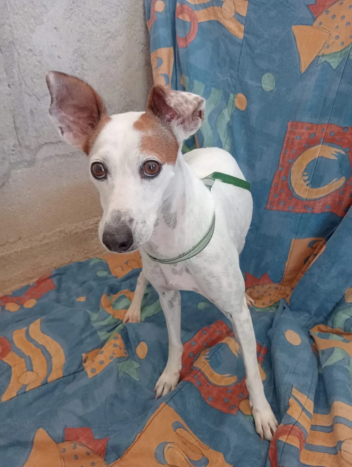 Nilsa, 4yo Mixed Breed for adoption at Tierschutzverein ARCA e.V., Gernsbach