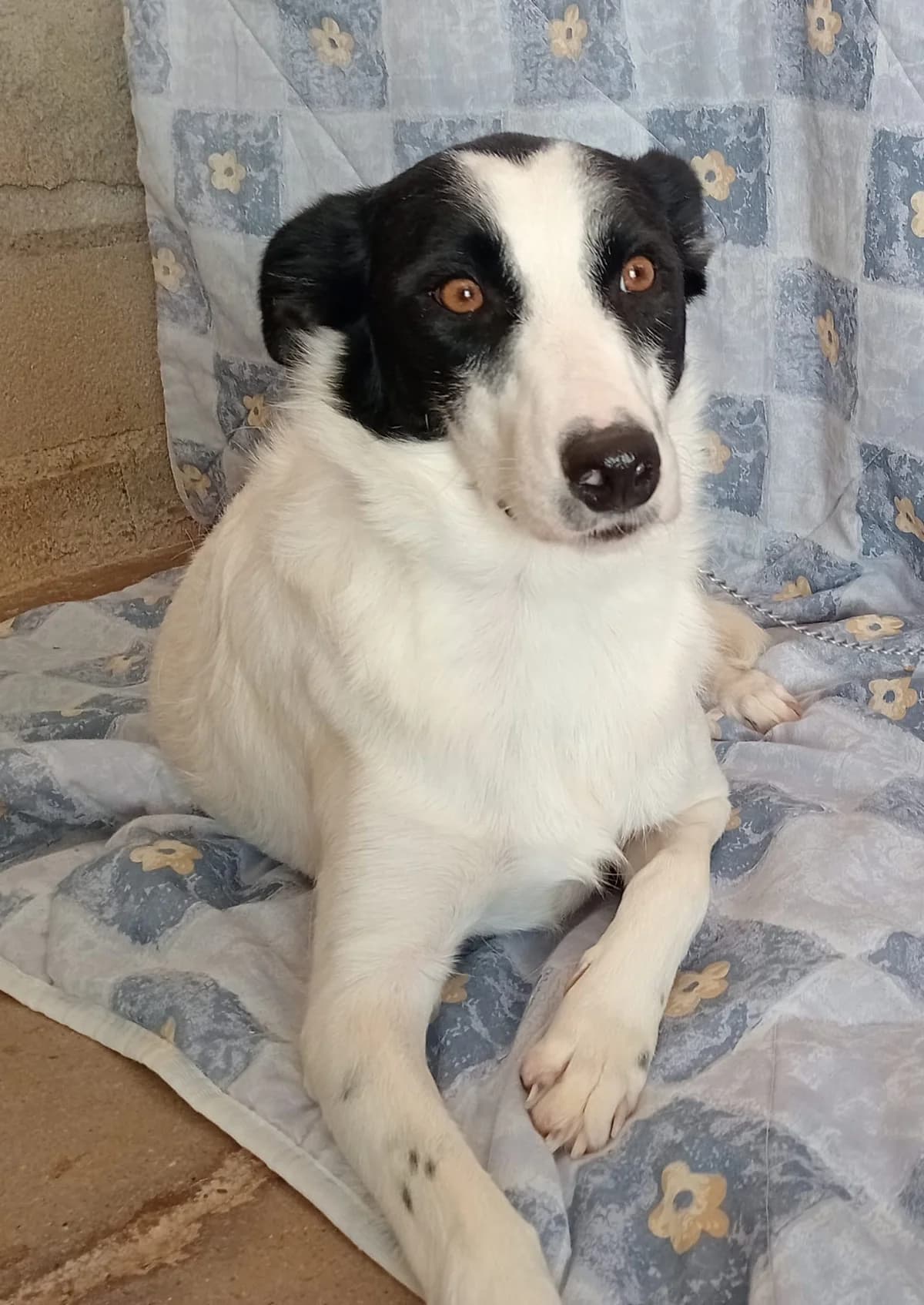 Timon, 3yo Mixed Breed for adoption at Tierschutzverein ARCA e.V., Gernsbach