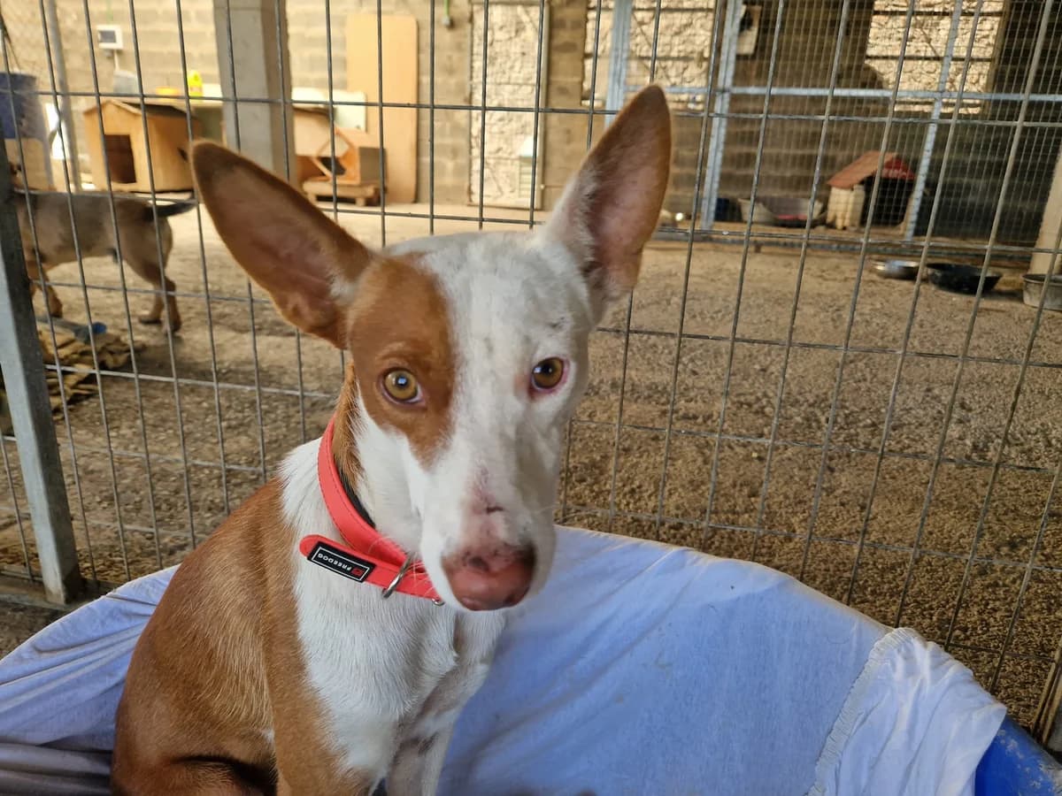 Bastian, female 3yo Mixed Breed for adoption at Tierschutzverein ARCA e.V., Gernsbach