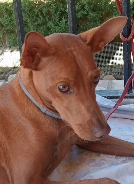 Tiko, male 3yo Mixed Breed for adoption at Tierschutzverein ARCA e.V., Gernsbach