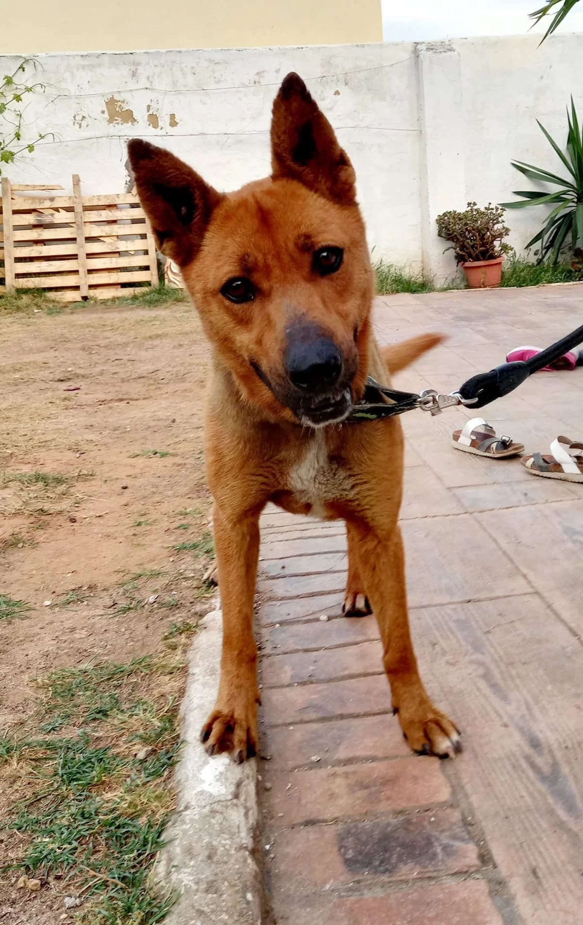 Mar, Mixed Breed for adoption at Tierschutzverein ARCA e.V., Gernsbach
