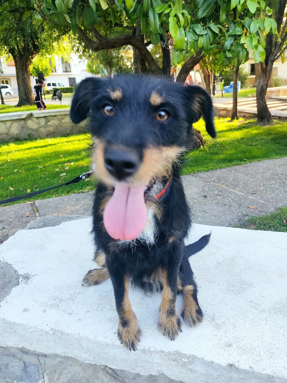 Popi, tricolor female 3yo Mixed Breed for adoption at Tierschutzverein ARCA e.V., Gernsbach