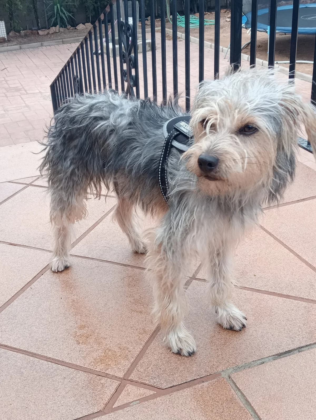 Bayù, male Mixed Breed for adoption at Tierschutzverein ARCA e.V., Gernsbach