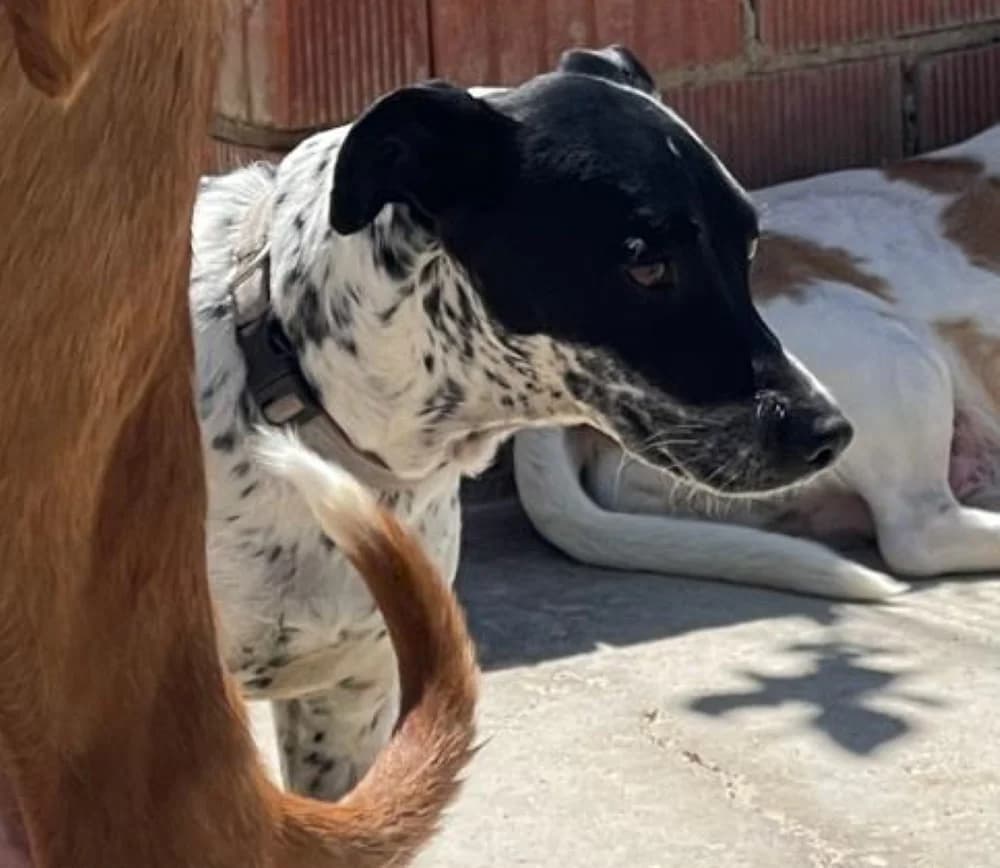 Diva –, female senior Mixed Breed for adoption at Tierschutzverein ARCA e.V., Gernsbach