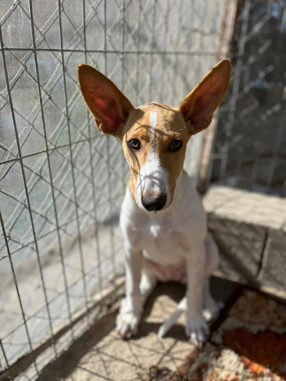 Feline, male puppy Mixed Breed for adoption at Tierschutzverein ARCA e.V., Gernsbach