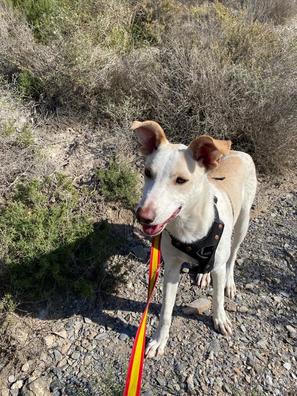 Feivel, male puppy Mixed Breed for adoption at Tierschutzverein ARCA e.V., Gernsbach