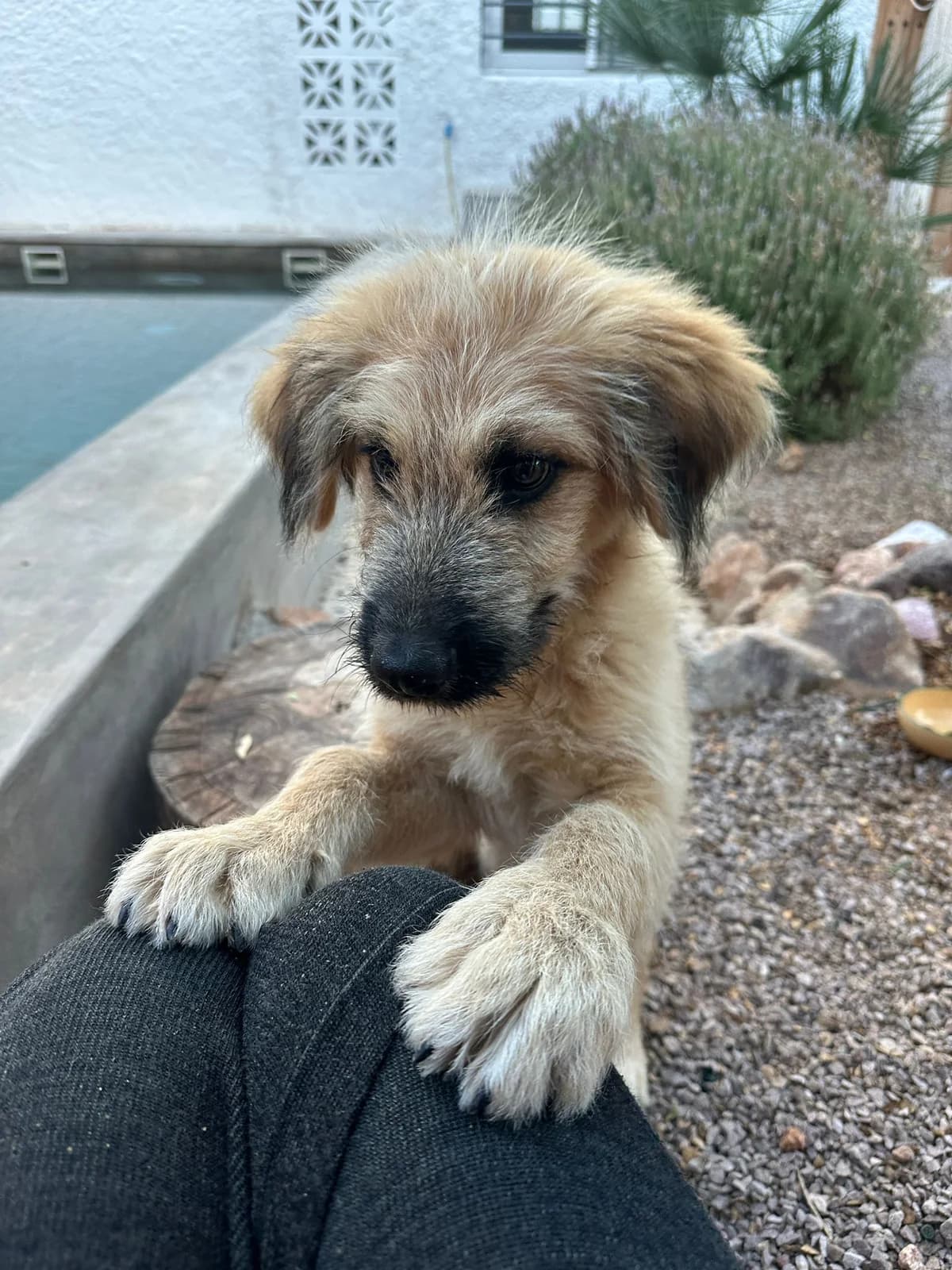 Benito, male puppy Mixed Breed for adoption at Tierschutzverein ARCA e.V., Gernsbach