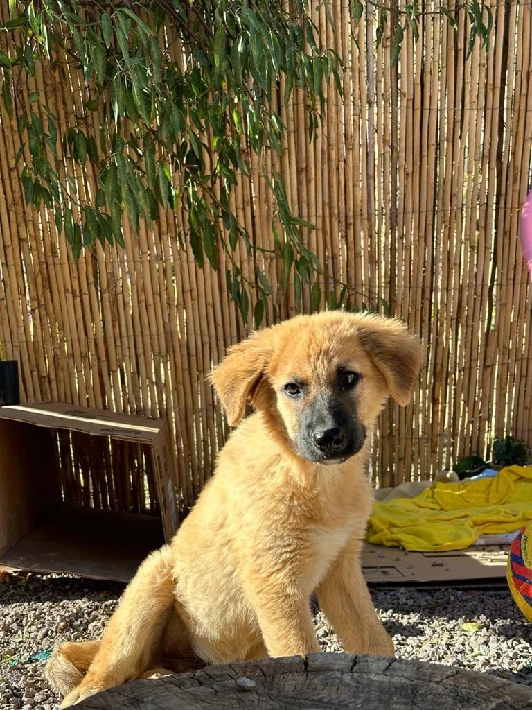 Beau, male puppy Mixed Breed for adoption at Tierschutzverein ARCA e.V., Gernsbach