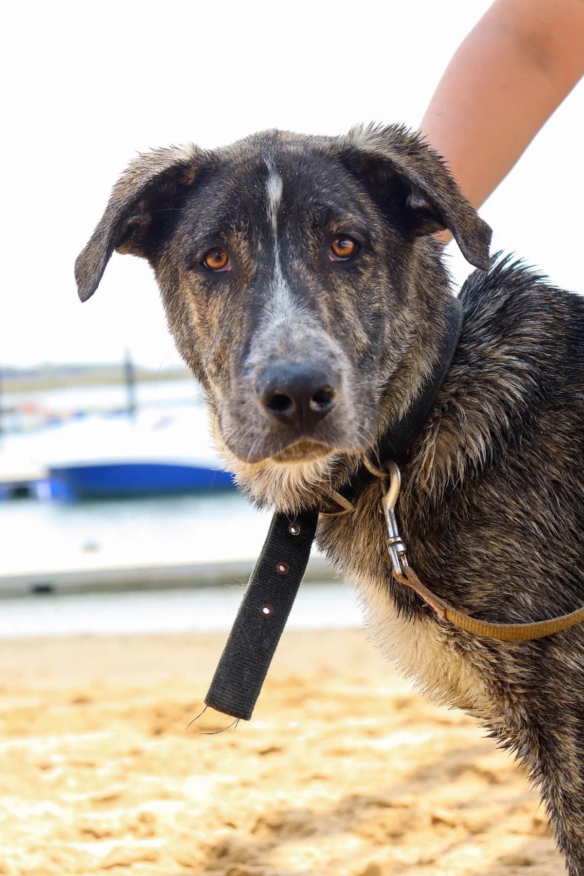 Kuma –, puppy Mixed Breed for adoption at Tierschutzverein ARCA e.V., Gernsbach