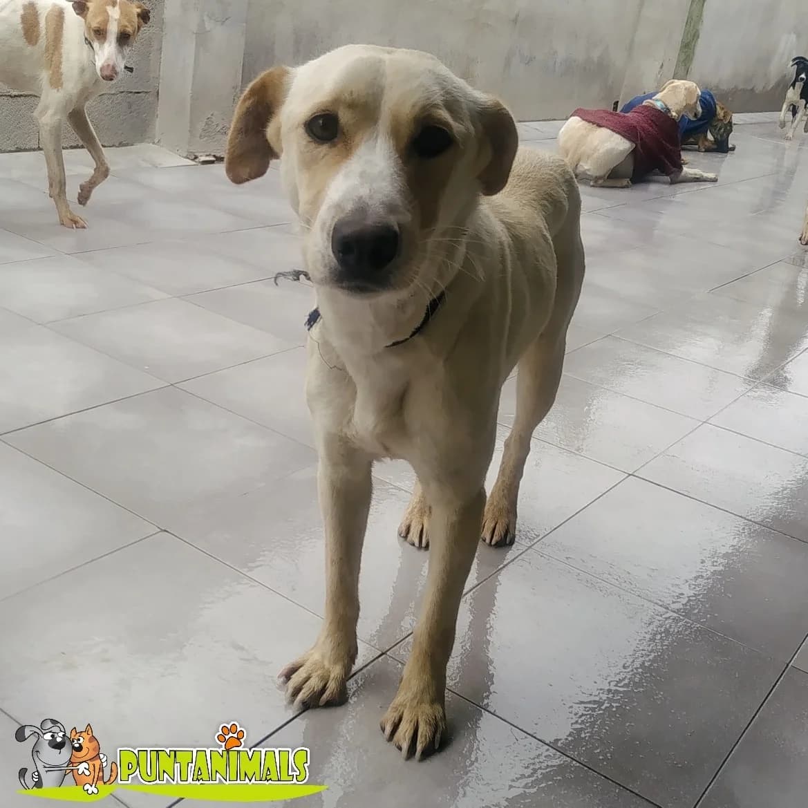 Canela, male 3yo Mixed Breed for adoption at Tierschutzverein ARCA e.V., Gernsbach