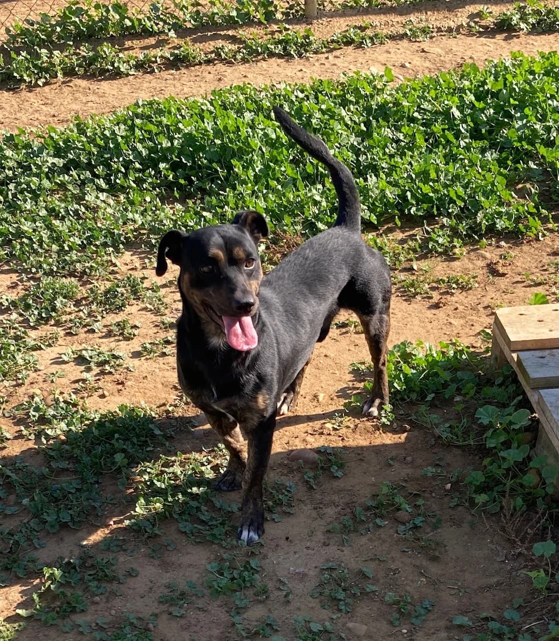 Cooper –, puppy Mixed Breed for adoption at Tierschutzverein ARCA e.V., Gernsbach