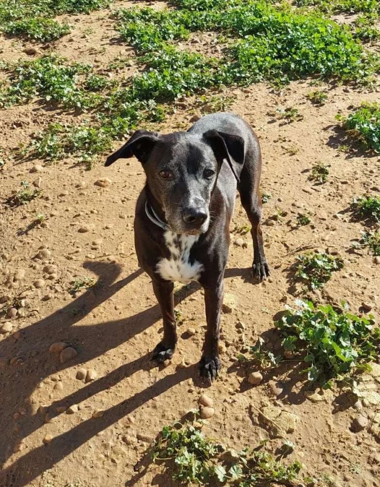 Sueno, senior Mixed Breed for adoption at Tierschutzverein ARCA e.V., Gernsbach
