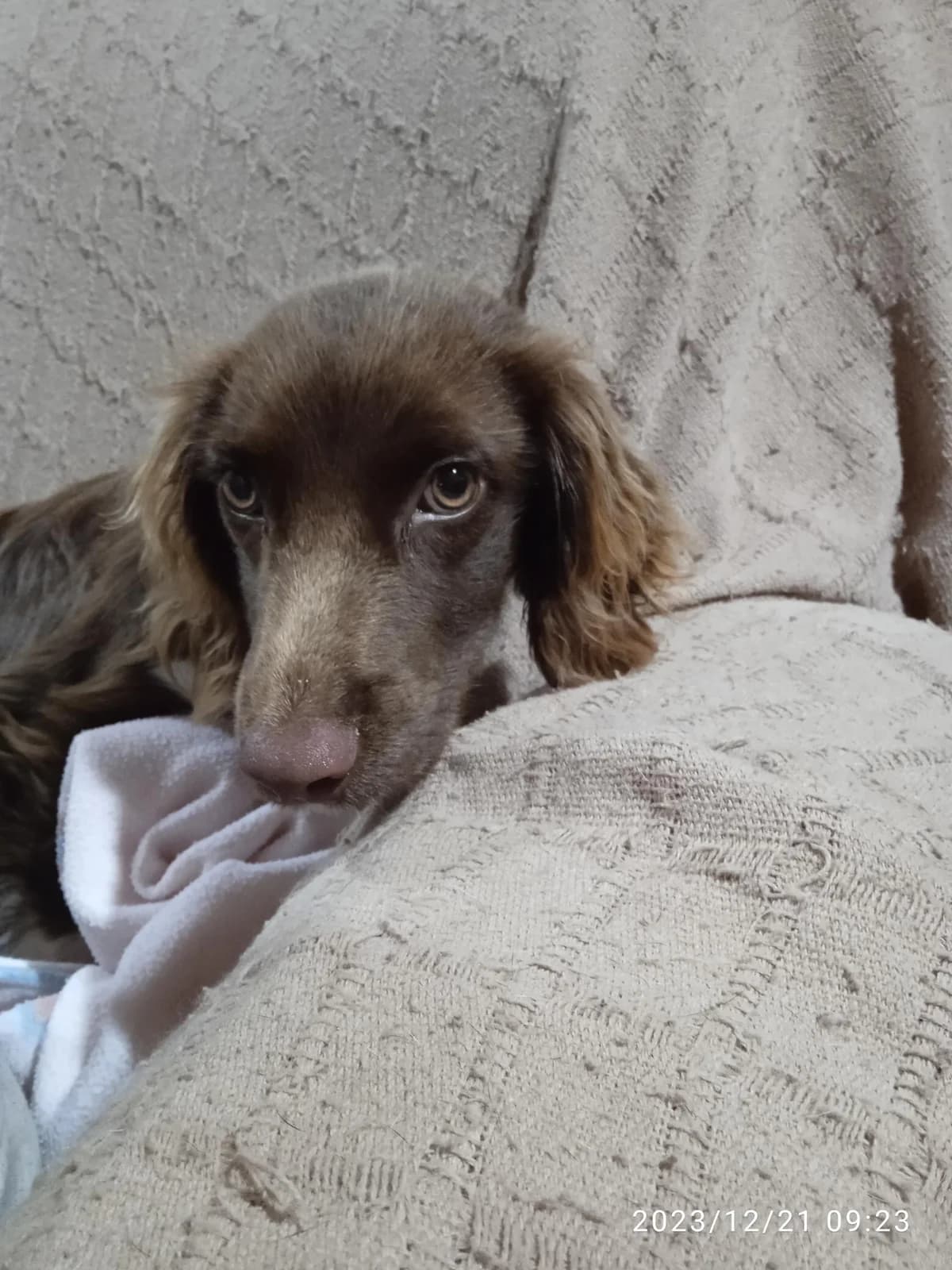 Benno, puppy Mixed Breed for adoption at Tierschutzverein ARCA e.V., Gernsbach