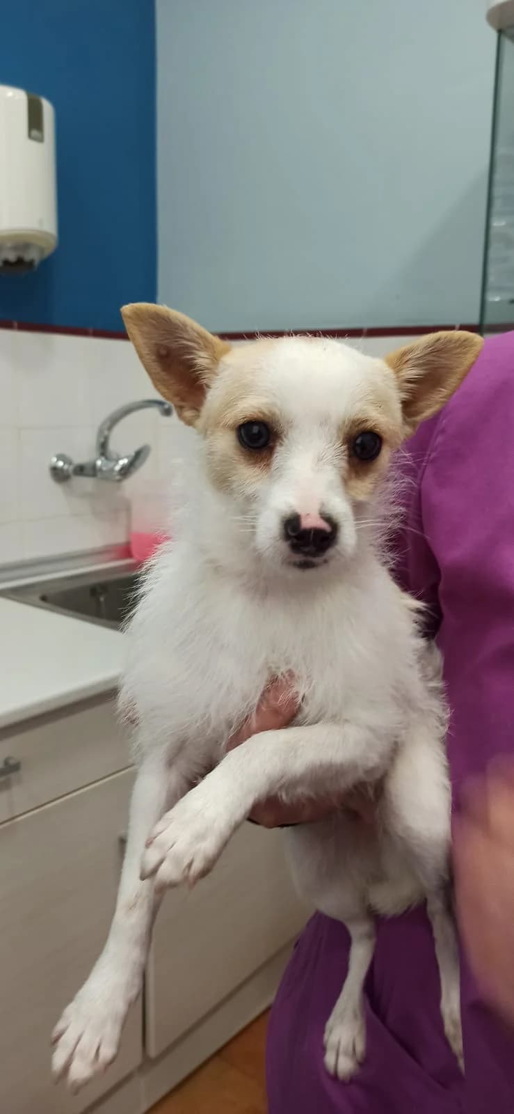 Gilbert, male puppy Mixed Breed for adoption at Tierschutzverein ARCA e.V., Gernsbach