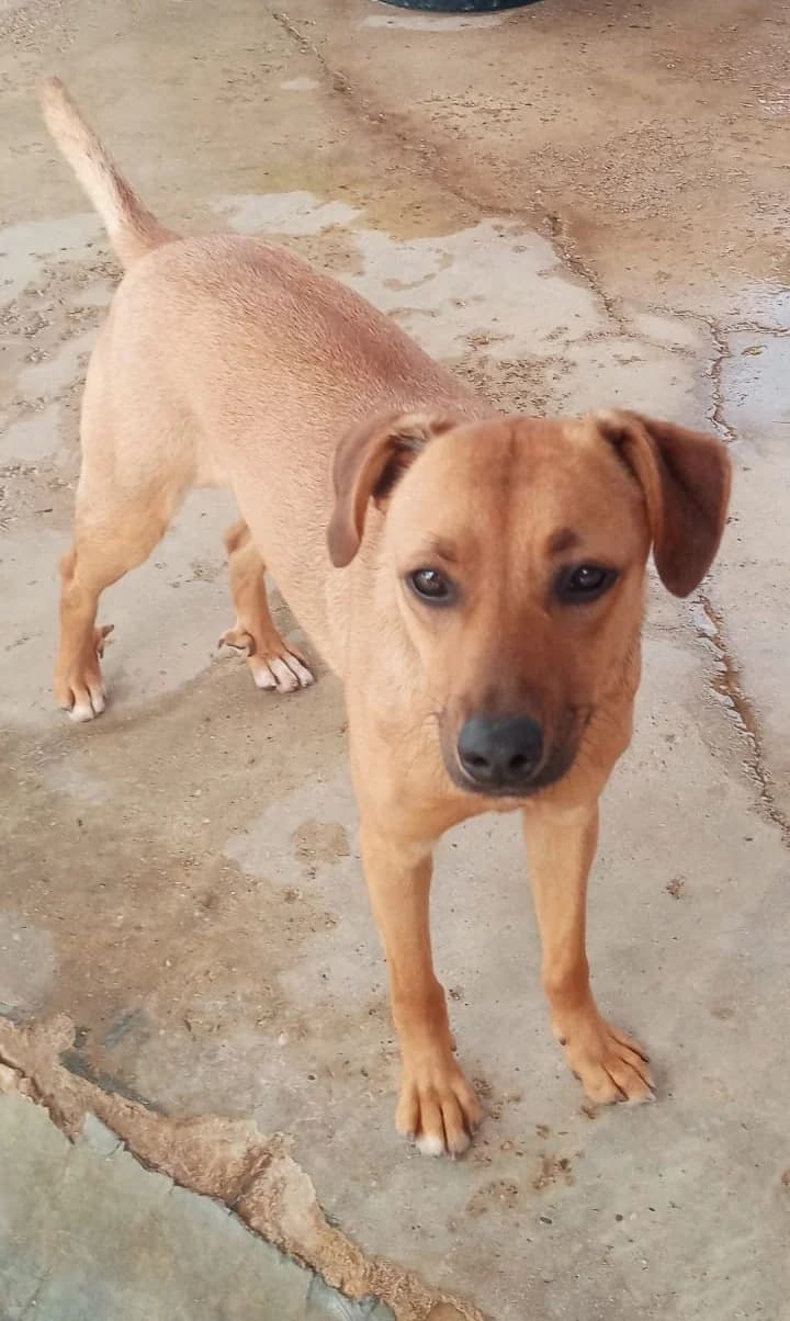 Burbuja –, 3yo Mixed Breed for adoption at Tierschutzverein ARCA e.V., Gernsbach