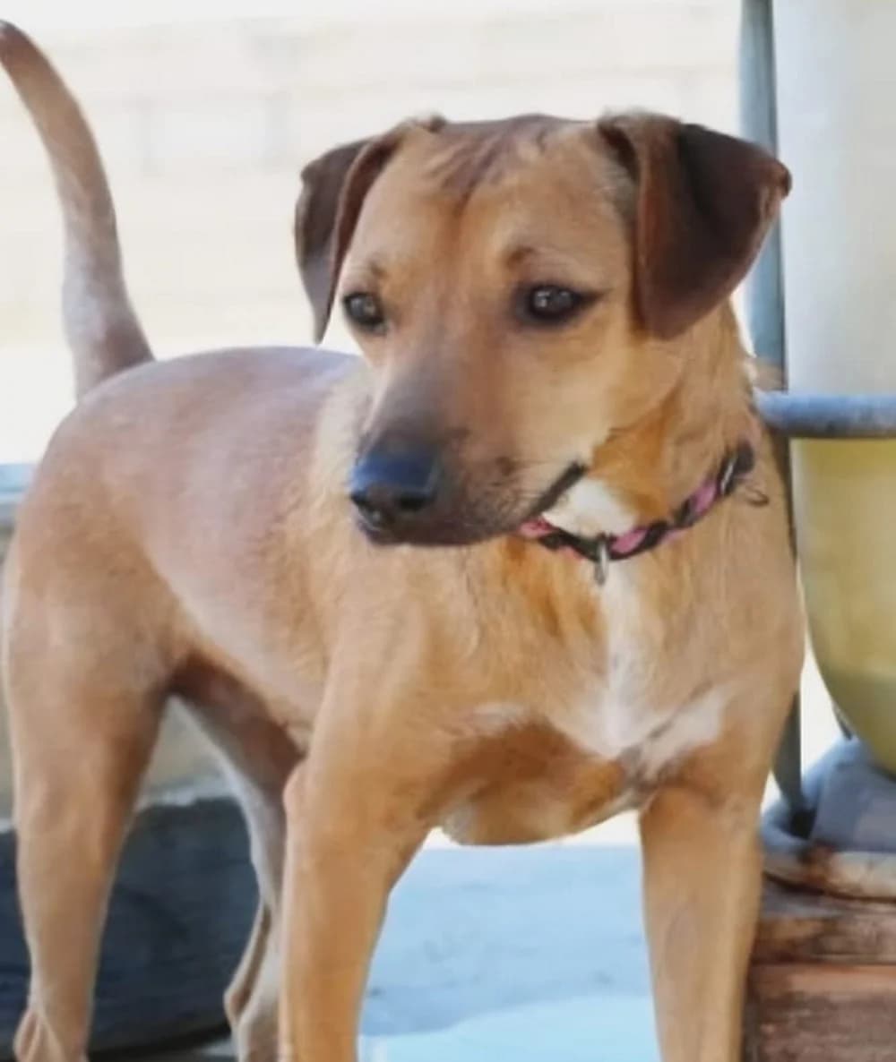 Petalo –, 3yo Mixed Breed for adoption at Tierschutzverein ARCA e.V., Gernsbach