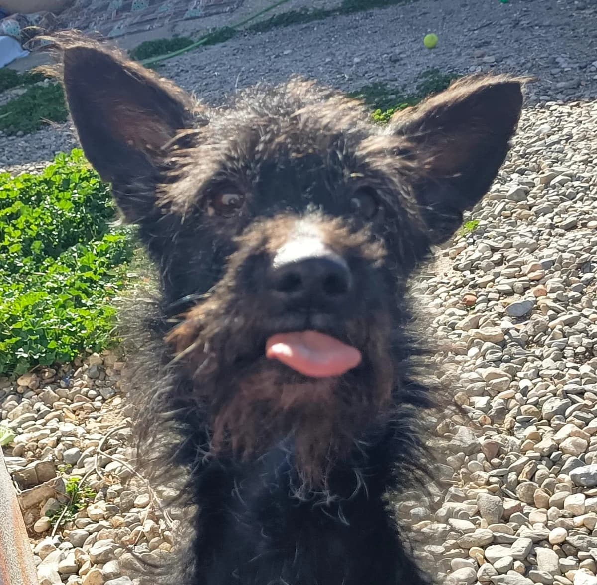 Scotty, 3yo Mixed Breed for adoption at Tierschutzverein ARCA e.V., Gernsbach