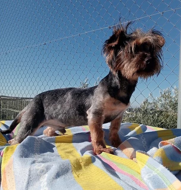 Igor, young Mixed Breed for adoption at Tierschutzverein ARCA e.V., Gernsbach