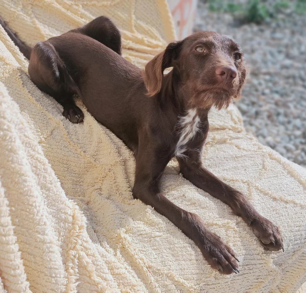 Rusty, male puppy Mixed Breed for adoption at Tierschutzverein ARCA e.V., Gernsbach