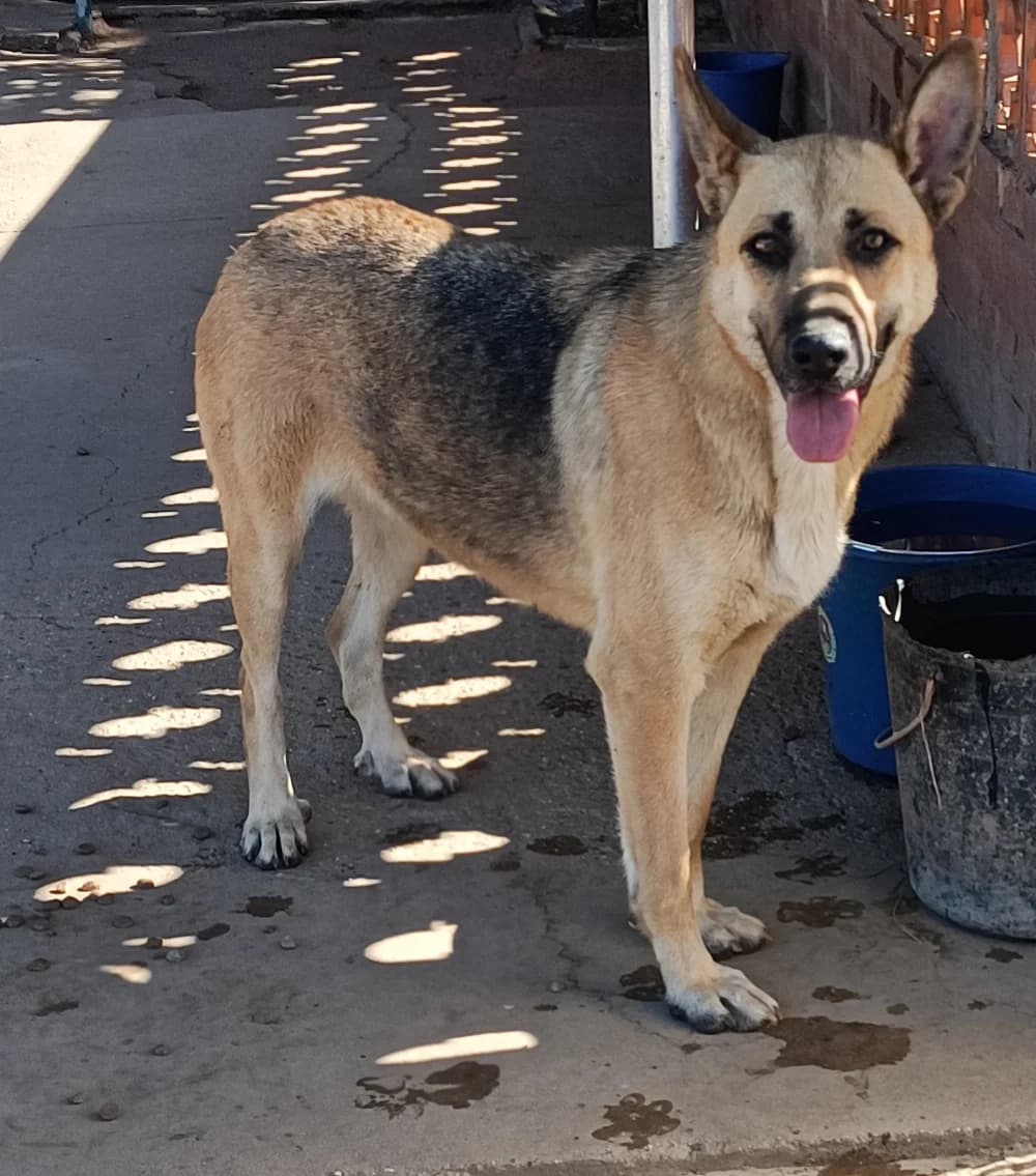 Lola, female Mixed Breed for adoption at Tierschutzverein ARCA e.V., Gernsbach