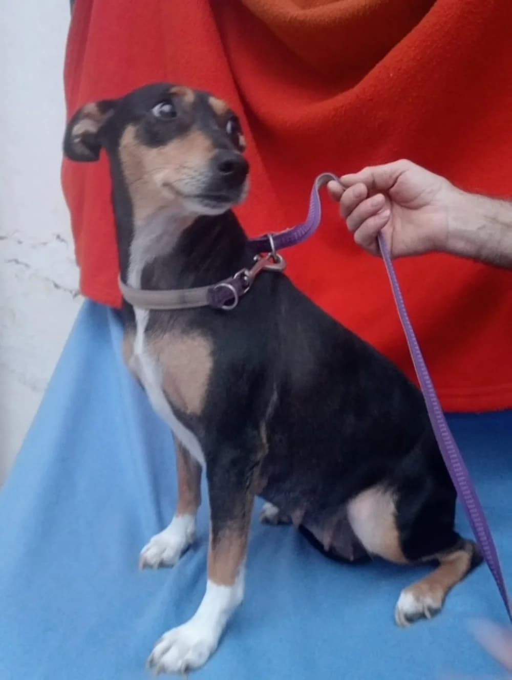 Carla, female 3yo Mixed Breed for adoption at Tierschutzverein ARCA e.V., Gernsbach
