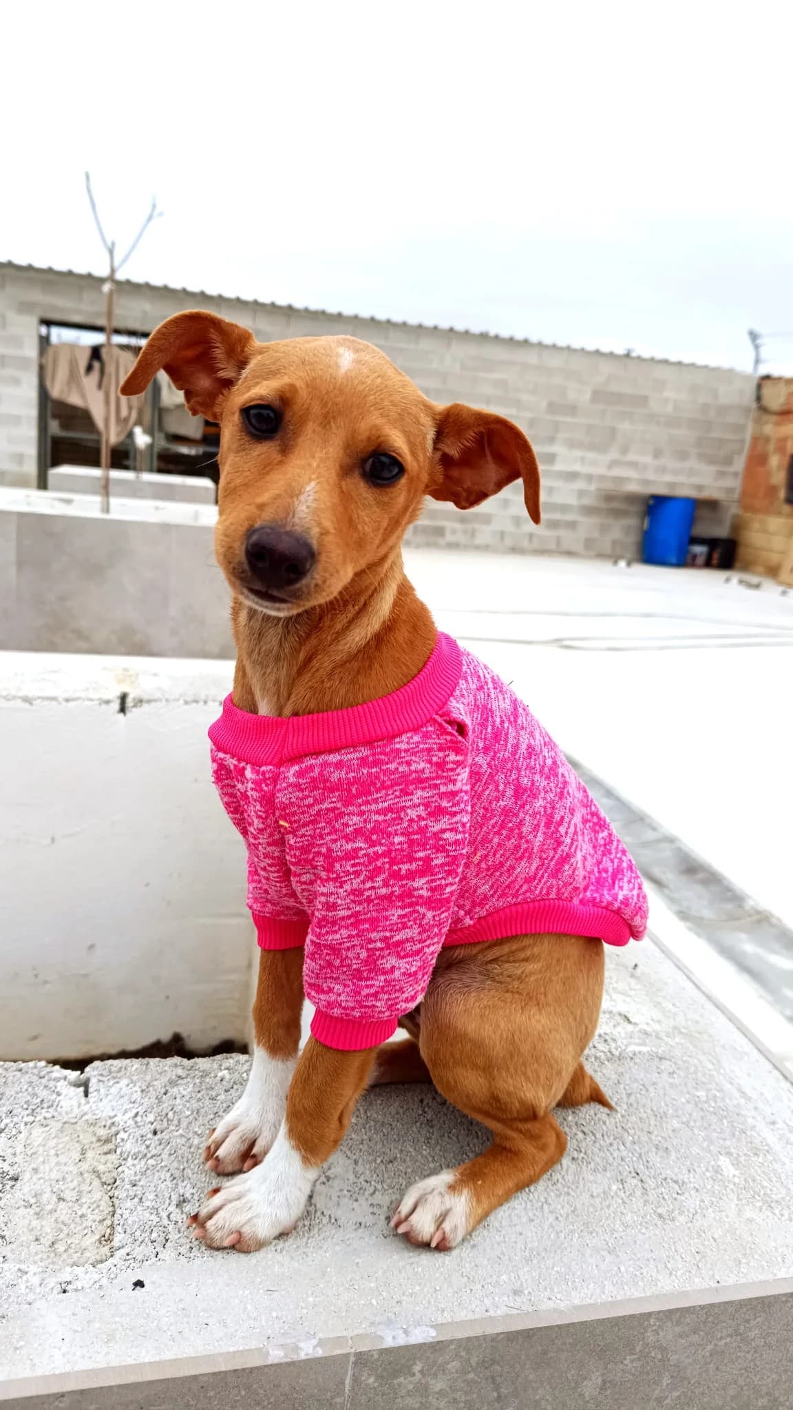 Nancy, female 3yo Mixed Breed for adoption at Tierschutzverein ARCA e.V., Gernsbach
