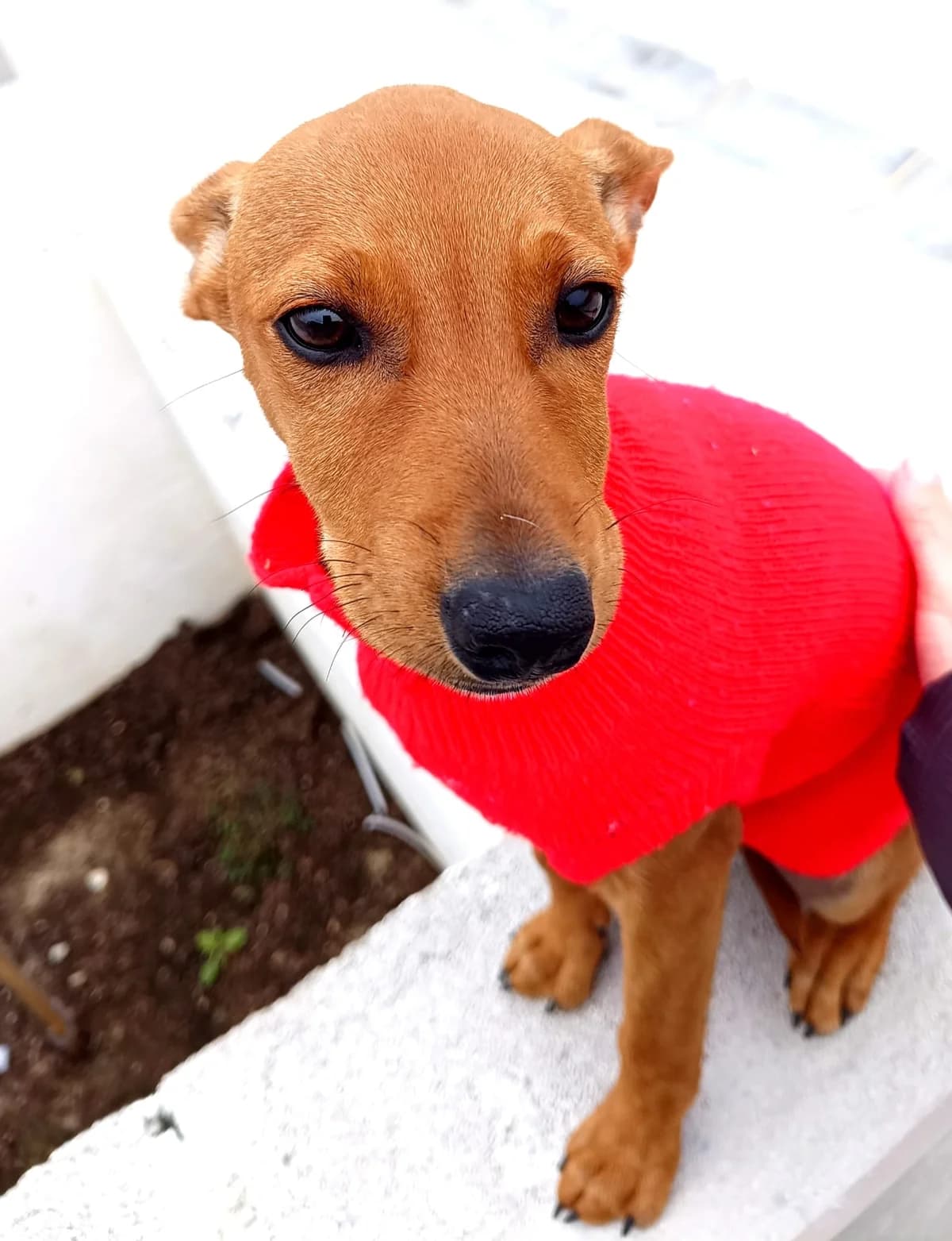 Kelly, female 3yo Mixed Breed for adoption at Tierschutzverein ARCA e.V., Gernsbach