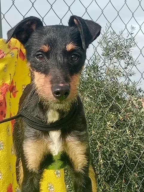 Jeff, Mixed Breed for adoption at Tierschutzverein ARCA e.V., Gernsbach