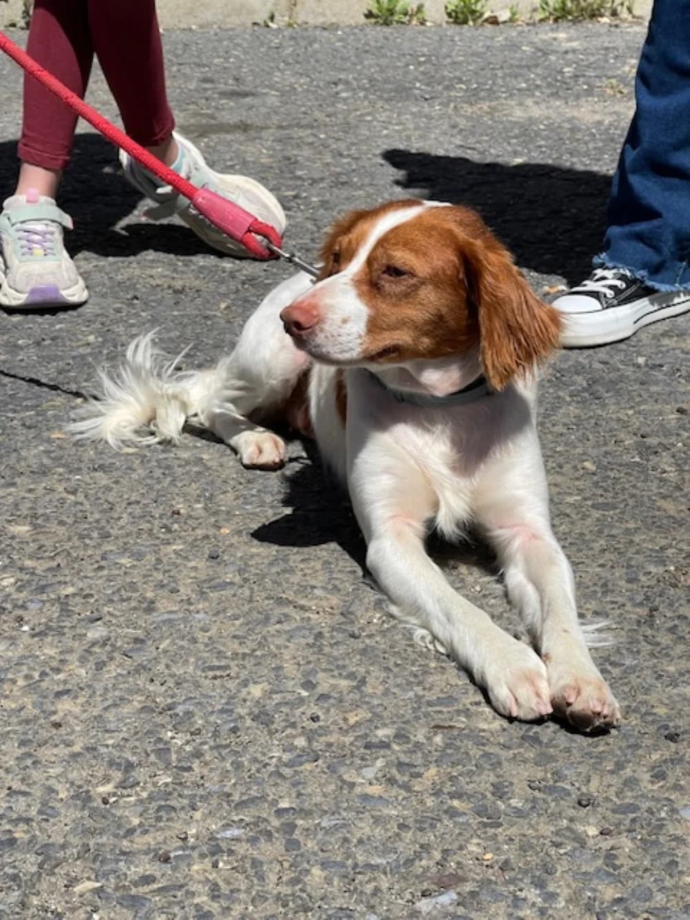 Lia – vermittelt, gold female 3yo Mixed Breed for adoption at Tierschutzverein ARCA e.V., Gernsbach
