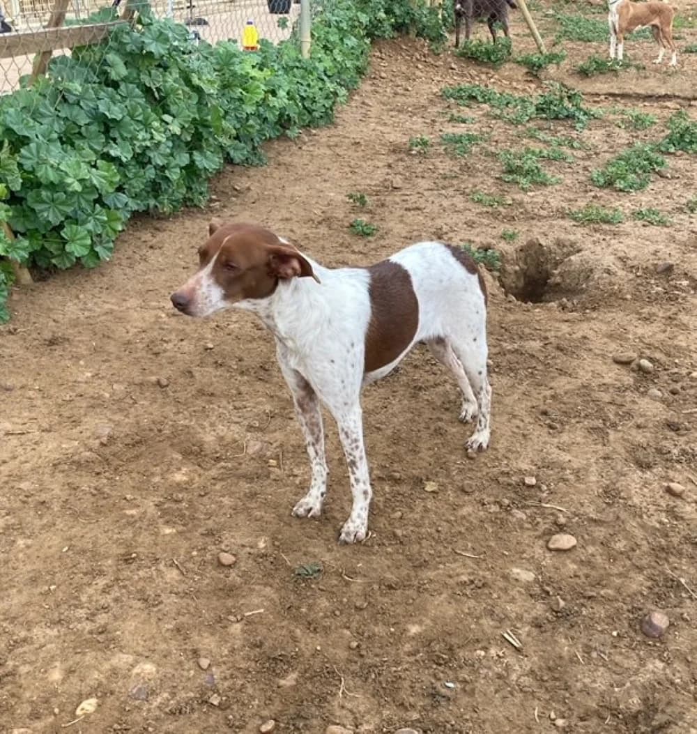 Tiza, male Mixed Breed for adoption at Tierschutzverein ARCA e.V., Gernsbach