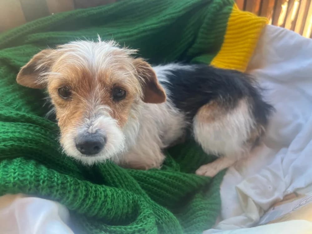 Angie –, 3yo Mixed Breed for adoption at Tierschutzverein ARCA e.V., Gernsbach
