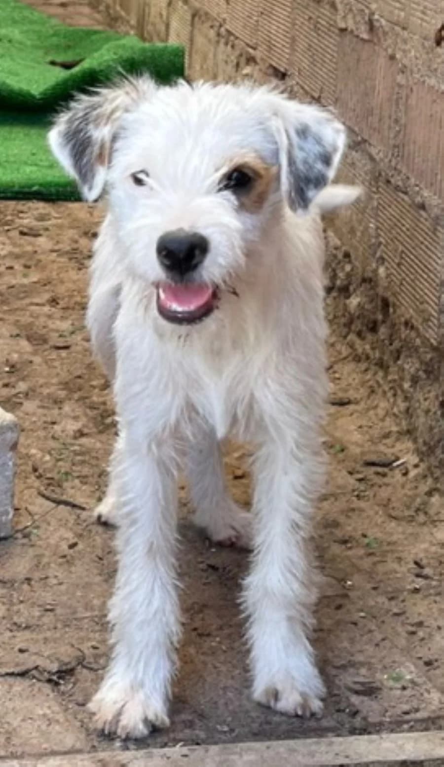 Sir Henry, 3yo Mixed Breed for adoption at Tierschutzverein ARCA e.V., Gernsbach