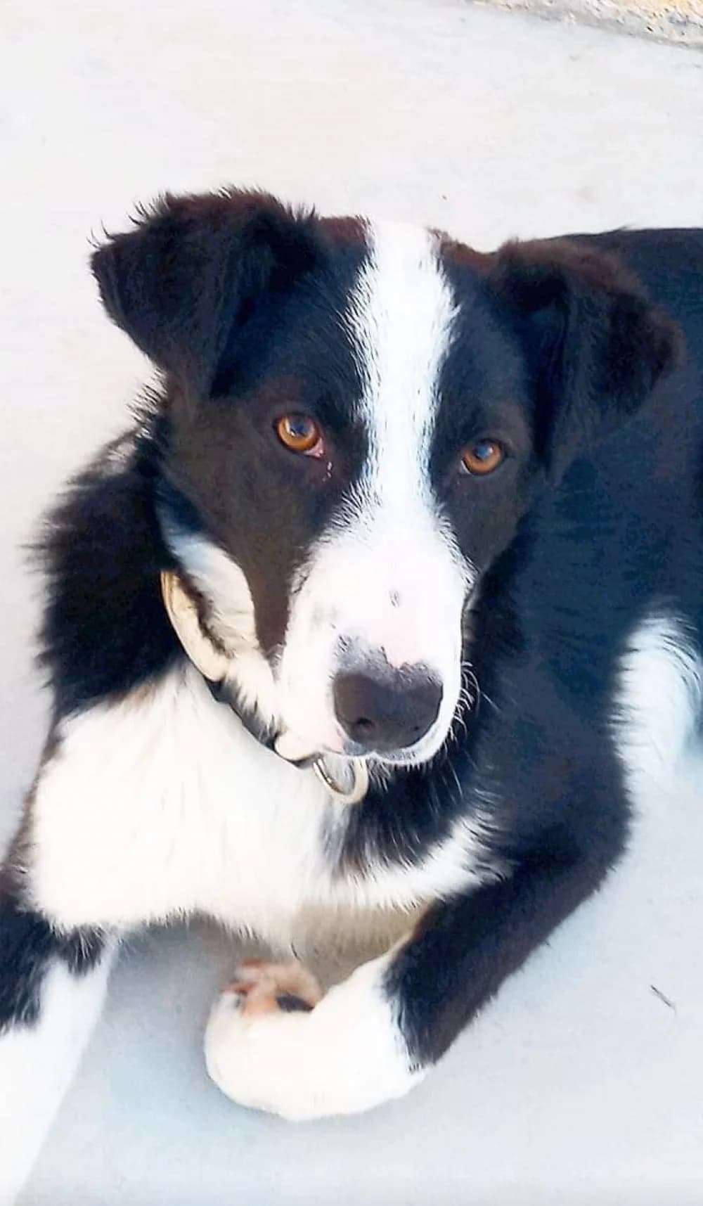 Isel –, female Mixed Breed for adoption at Tierschutzverein ARCA e.V., Gernsbach