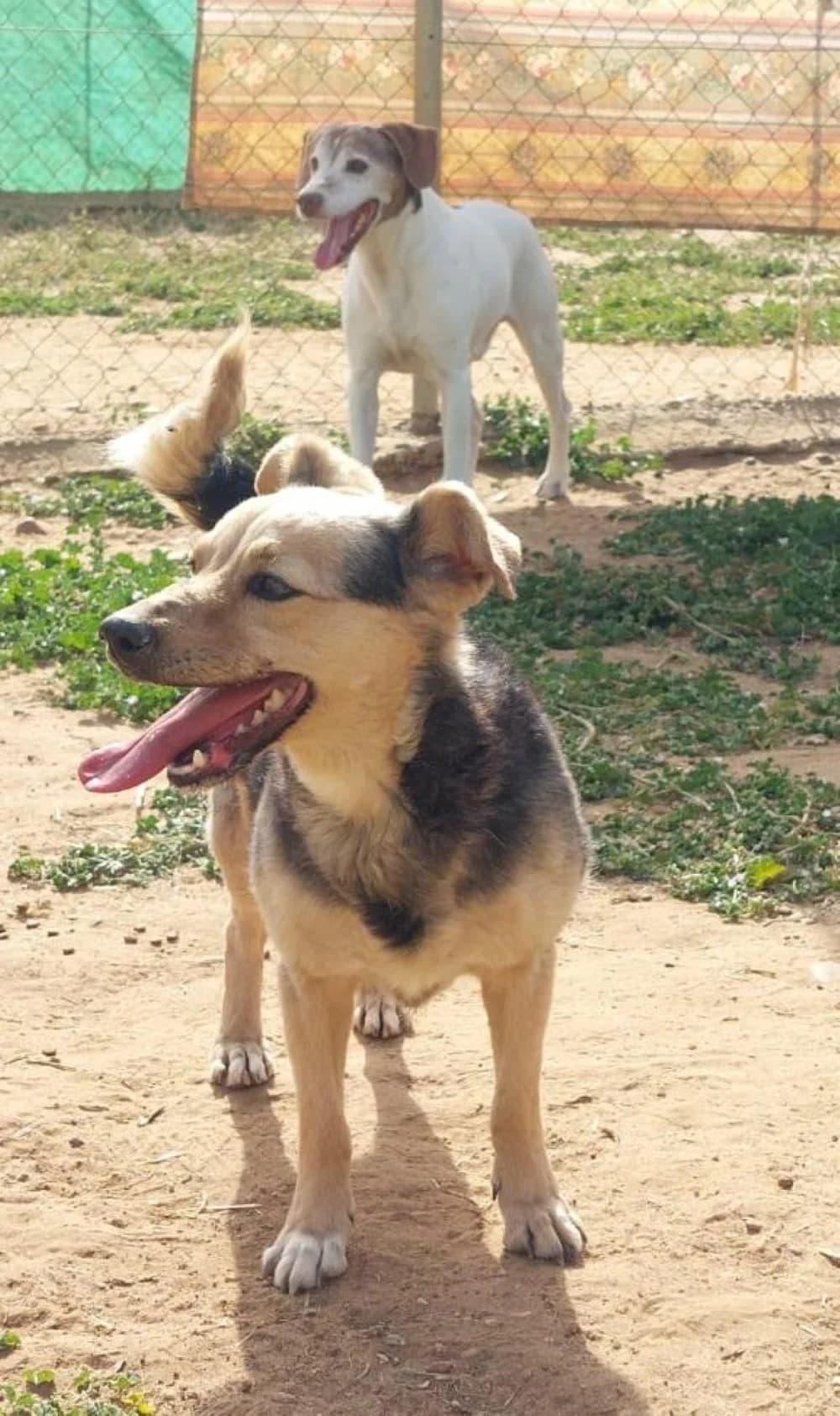 Mari –, female young Mixed Breed for adoption at Tierschutzverein ARCA e.V., Gernsbach