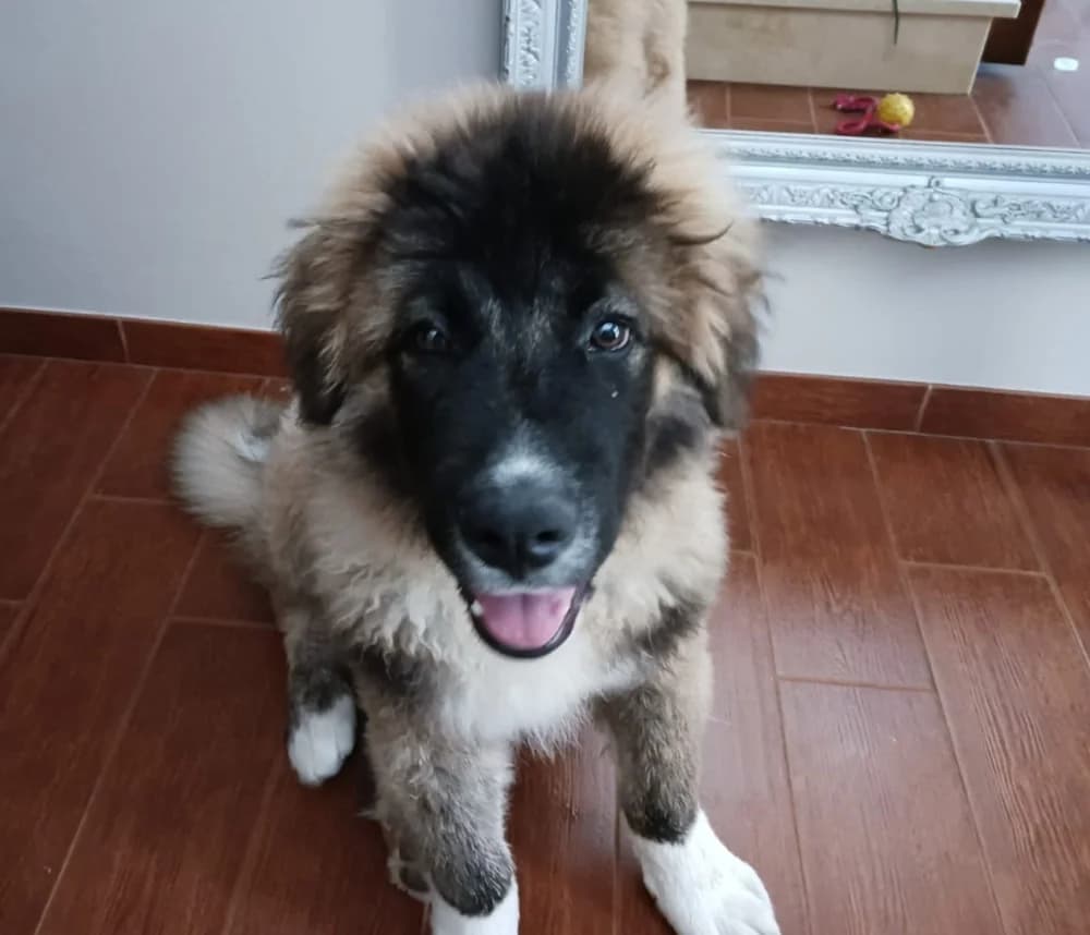 Zeus, male young Mixed Breed for adoption at Tierschutzverein ARCA e.V., Gernsbach