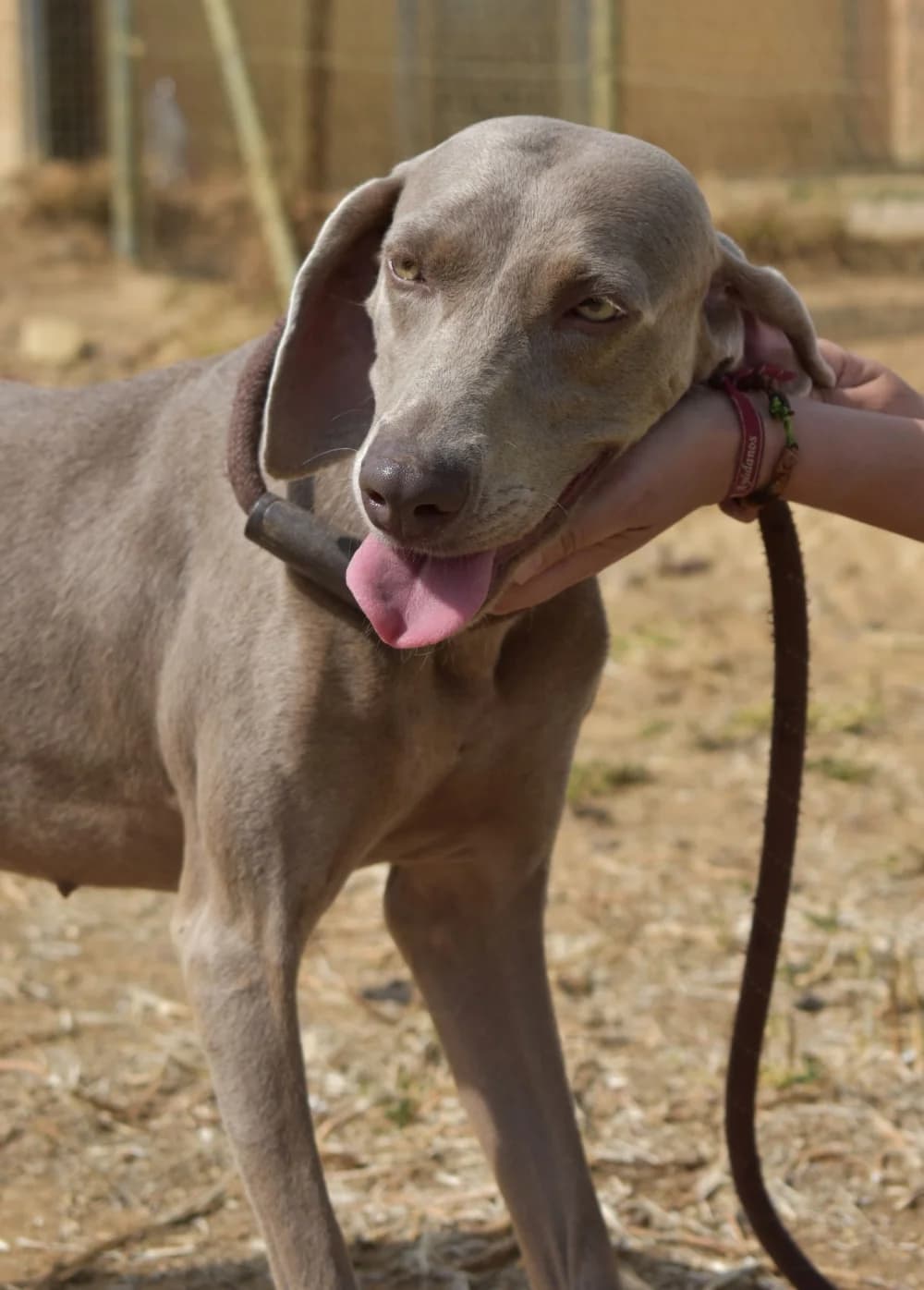 Diana –, female young Mixed Breed for adoption at Tierschutzverein ARCA e.V., Gernsbach