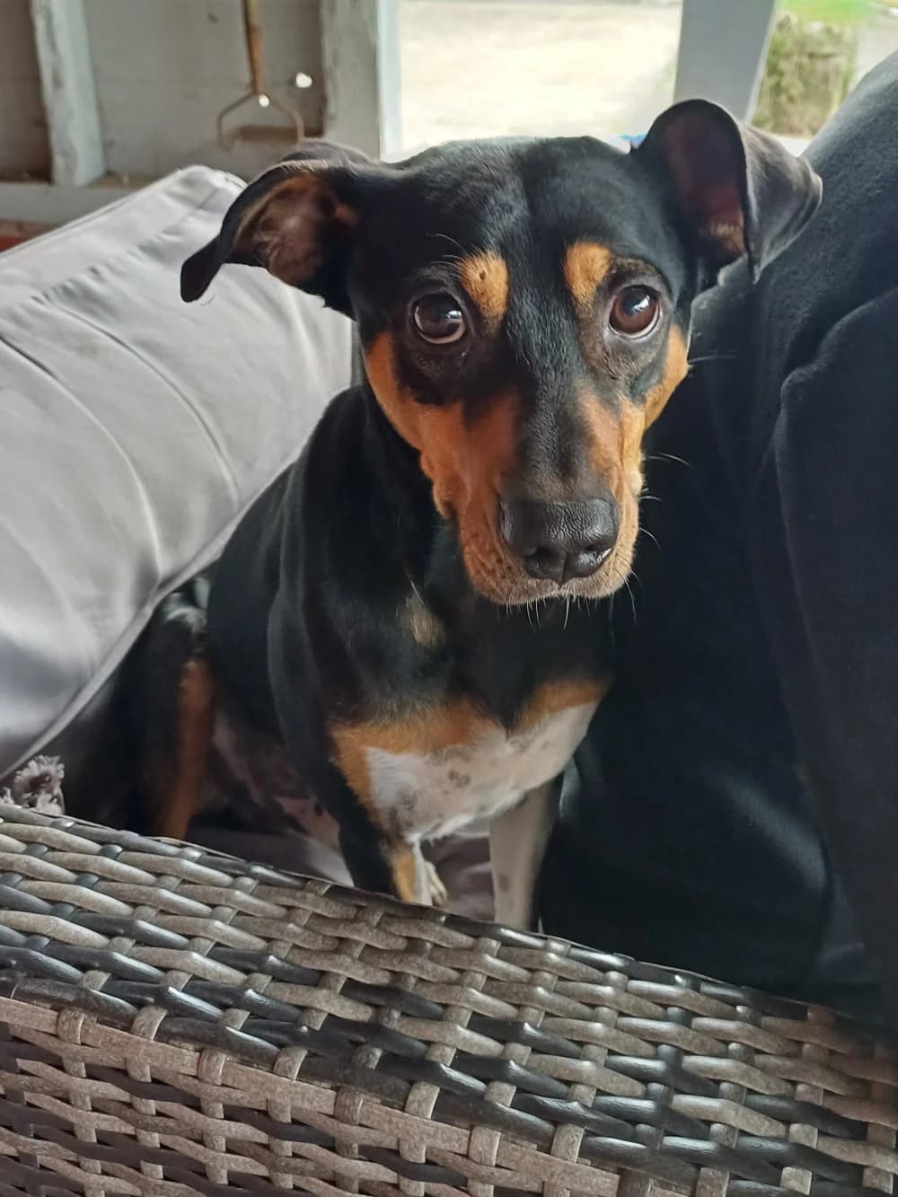 Sanz –, tricolor male Mixed Breed for adoption at Tierschutzverein ARCA e.V., Gernsbach