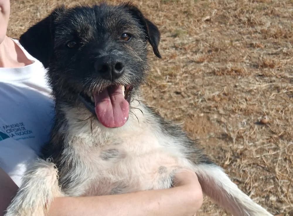 Jacob –, puppy Mixed Breed for adoption at Tierschutzverein ARCA e.V., Gernsbach