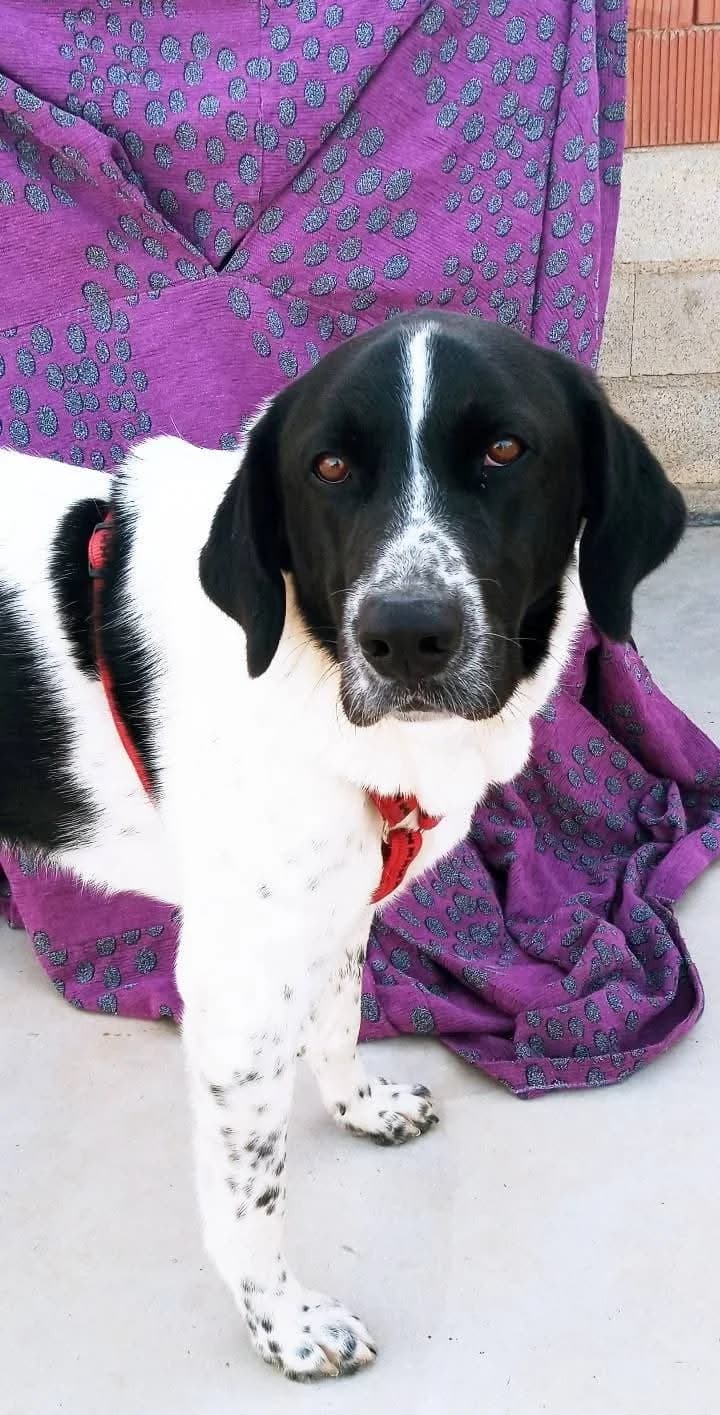 Apolo –, male young Mixed Breed for adoption at Tierschutzverein ARCA e.V., Gernsbach